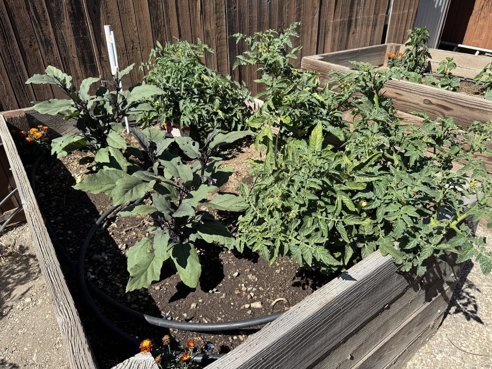 Raised garden beds full of tomato and eggplant plants